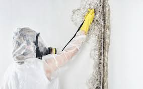 Best Commercial Mold Inspection  in West Chicago, IL